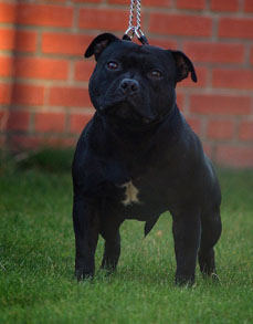 стаффордширский бультерьер